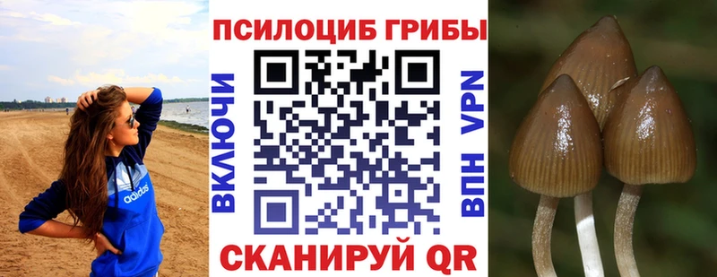 Купить  Духовщина  Галлюциногенные грибы Psilocybe 